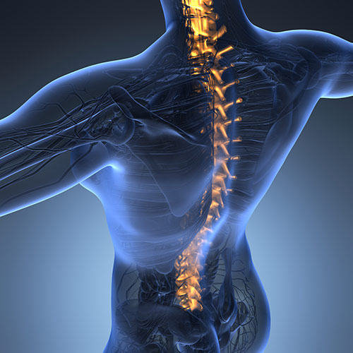 Chiropractic Family Wellness Center - Woman's Spine